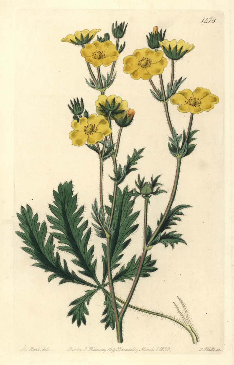 Cinquefoil dressee - Jagged-leaved cinquefoil, Potentilla laciniosa（ギザギザの葉のキンギョソウ）。Sydenham Edwards