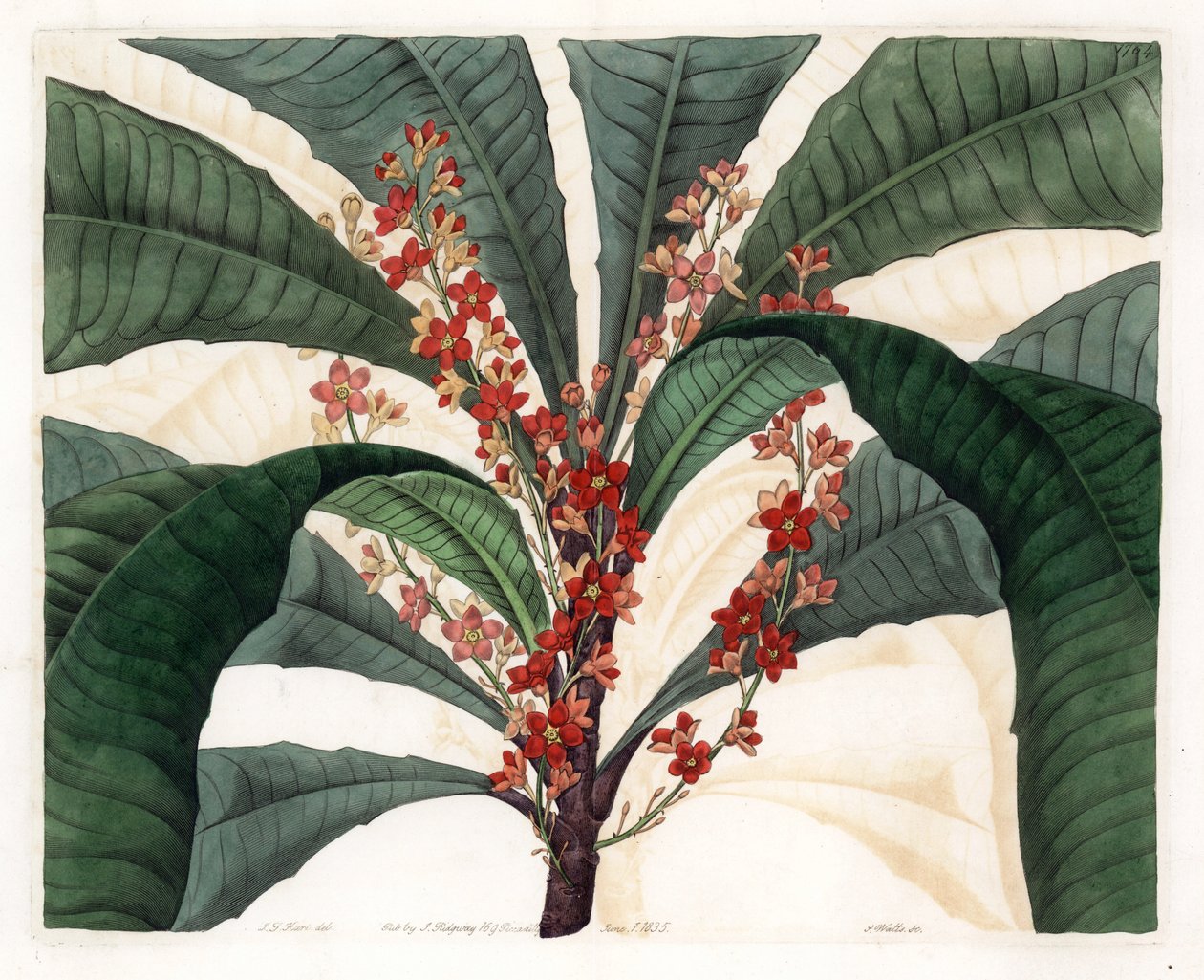 Clavija Variety - イギリスのSydenham Edwards (1768-1819)のBotanical Registerに掲載されたI.J.HartのイラストをS.Wattsがエングレービングしたものです。 作： シデナム・ティースト・エドワーズ