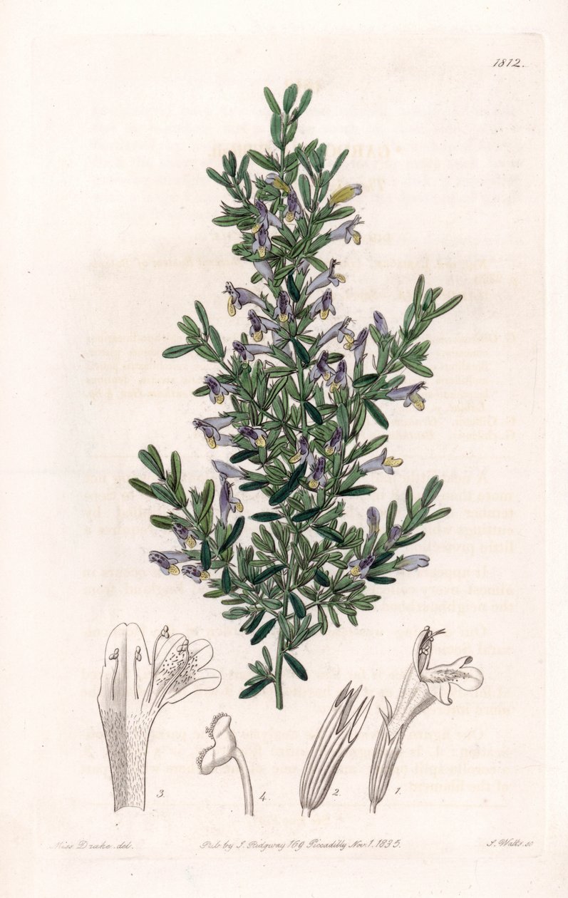 Clinopodium Variete - イギリスのSydenham Edwards (1768-1819)のBotanical Registerに掲載されたSarah Anne Drake (1803-1857)の図版をS.Wattsがエングレービングしたもの。 作： シデナム・ティースト・エドワーズ