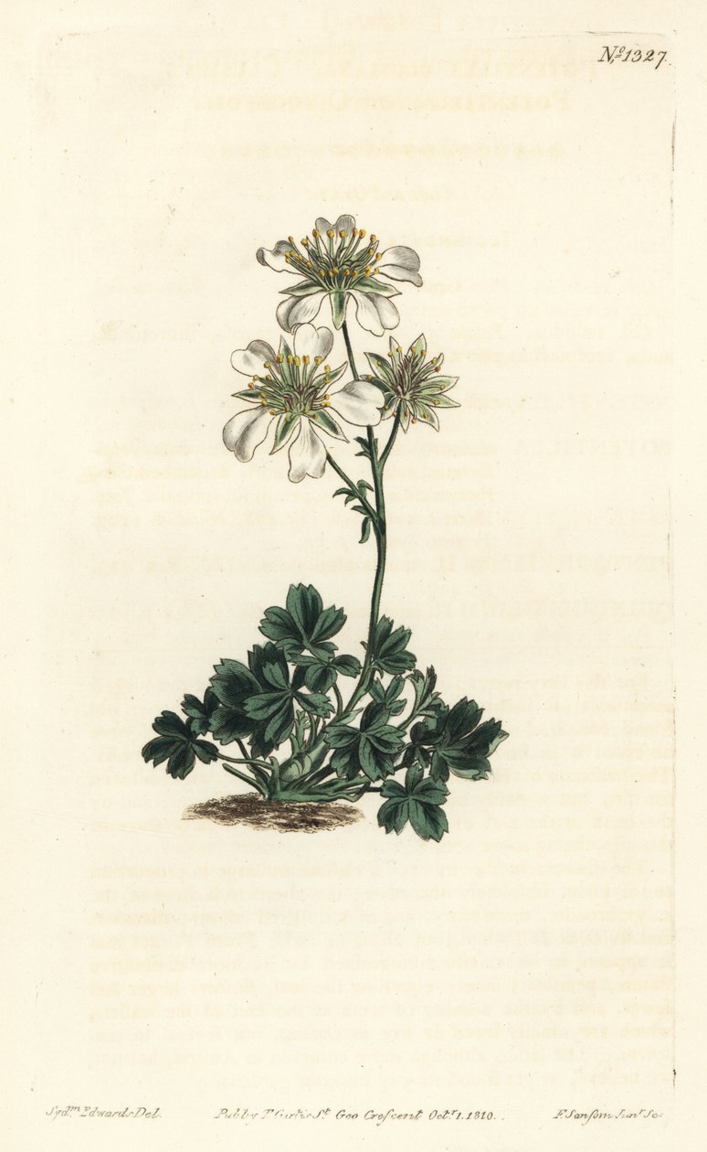 Clusius cinquefoil - Clusius cinquefoil, Potentilla clusiana.William Curtis