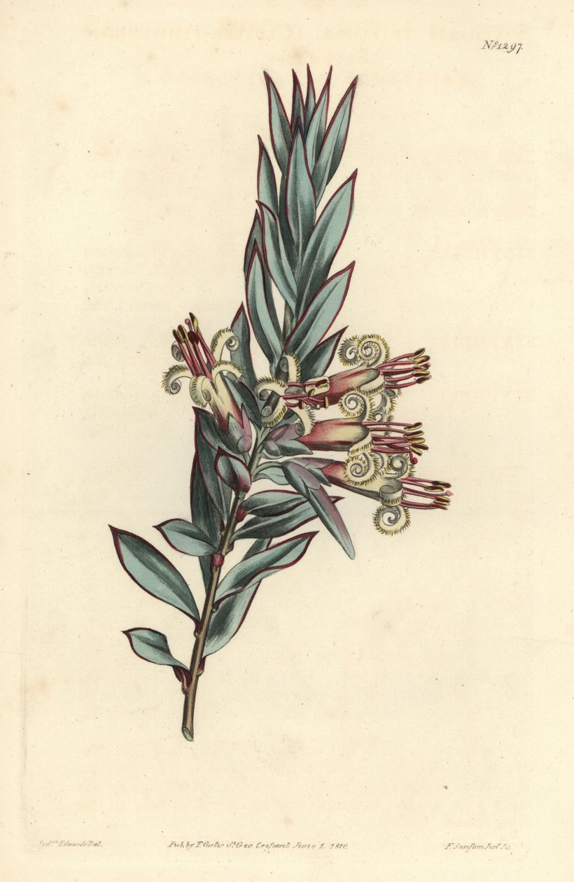彼岸花のスタイフェリア（Styphelia triflora）。William Curtis