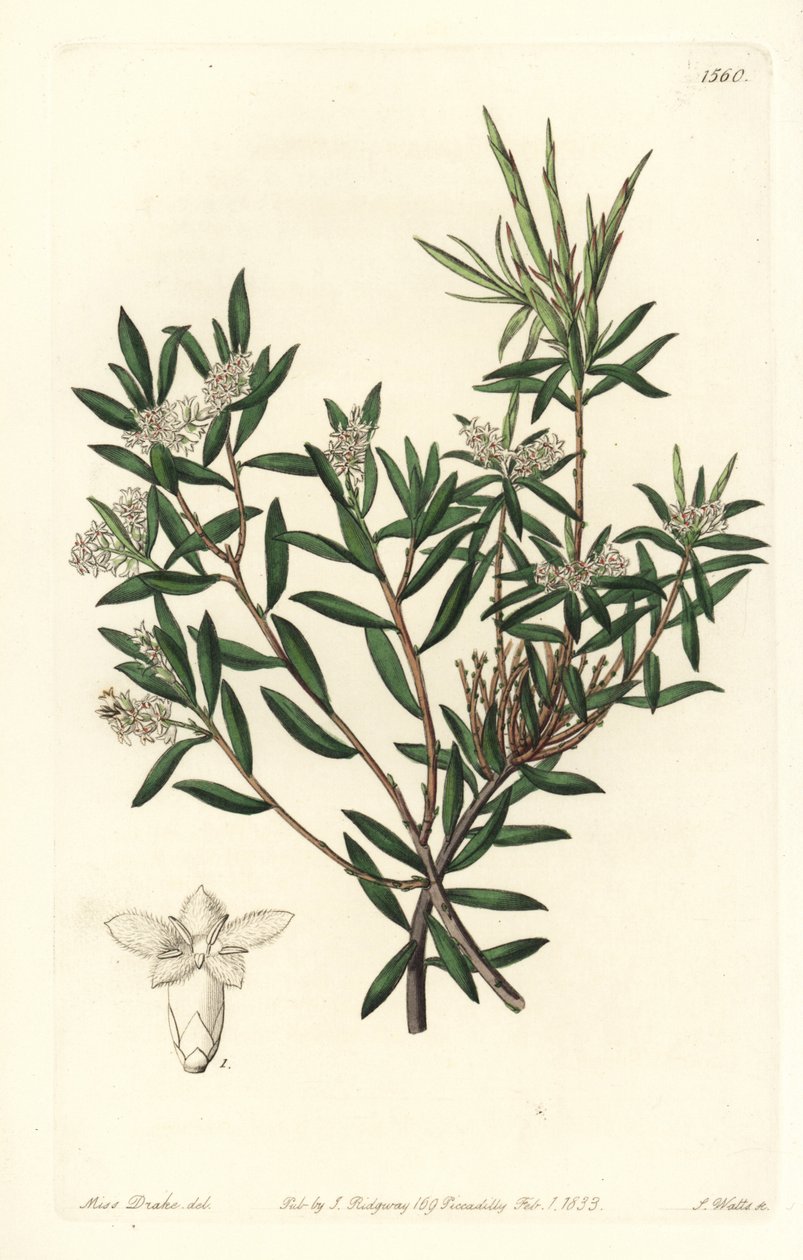 コースト・ベアード・ヒースまたはスモール・フラワーズ・ホワイト・ベアード（Leucopogon parviflorus）。Sydenham Edwards