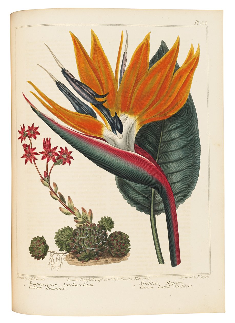 Cobweb Houseleek and Canna Leaved Strelitzia、1806 作： シデナム・ティースト・エドワーズ