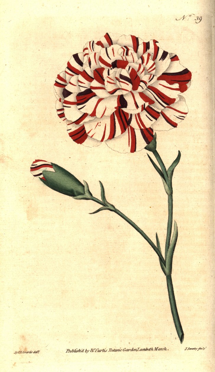 Nelke (Stich von James Sowerby, Illustration von Sydenham Edwards) von Sydenham Teast Edwards