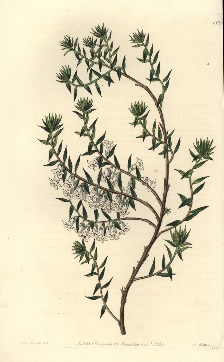 コモンヒース、Epicris impressa (Snowy epacris, Epicris nivalis)。Sydenham Edwards