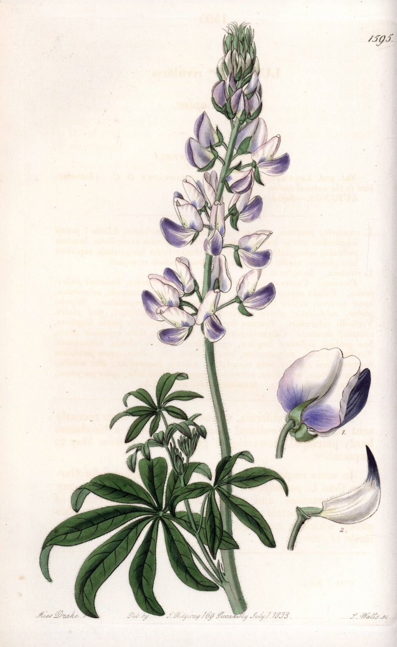 Common riverbank lupin - イギリス、Sydenham Edwards (1768-1819)のBotanical Registerに掲載されたSarah Anne Drake (1803-1857)のイラストをS.Wattsがエングレービングしたもの。 作： シデナム・ティースト・エドワーズ