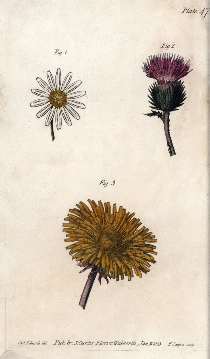 複合花：プレパット、ドンキーズアザミ（またはfalse acanth onopordum）、タンポポ。シデナム・エドワーズ（1768-1819）がランベス植物園（イギリス）の植物会議のために描いたカラー銅版画。 作： シデナム・ティースト・エドワーズ