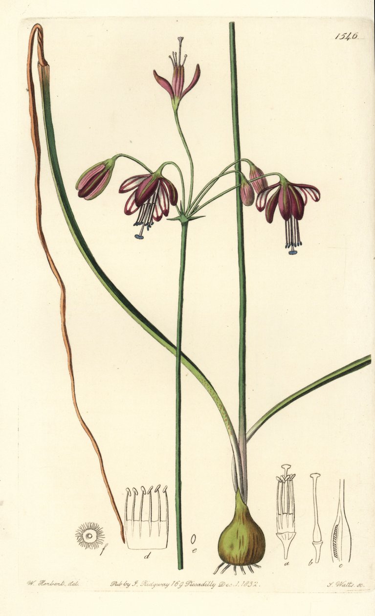 メキシコ産の珊瑚、または珊瑚の雫 - 珊瑚の雫、Bessera elegans (Hollow-leaved pharium, Pharium fistulosum).Sydenham Edwards