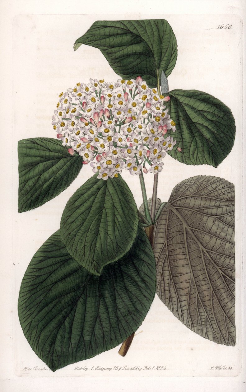 Cotton Viorne - イギリスのSydenham Edwards (1768-1819)のBotanical Registerに掲載されたSarah Anne Drake (1803-1857)のイラストをS.Wattsがエングレービングしたボード。 作： シデナム・ティースト・エドワーズ