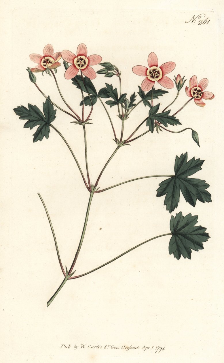 鶴嘴（またはコウノトリ嘴） - 肉色の鶴嘴（Erodium incarnatum）。ロンドンのWilliam Curtis
