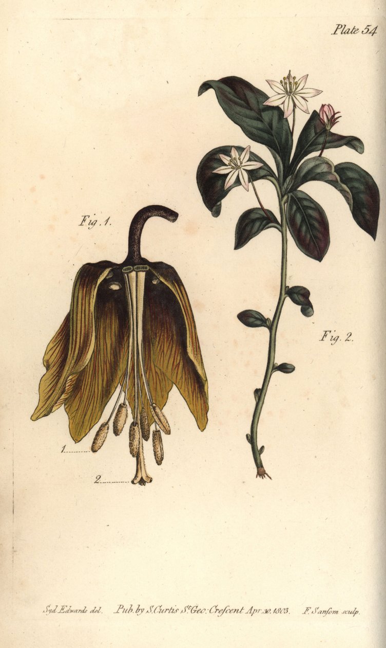 クラウンインペリアルフラワー、Fritillaria imperialis、Haustrria 作： シデナム・ティースト・エドワーズ