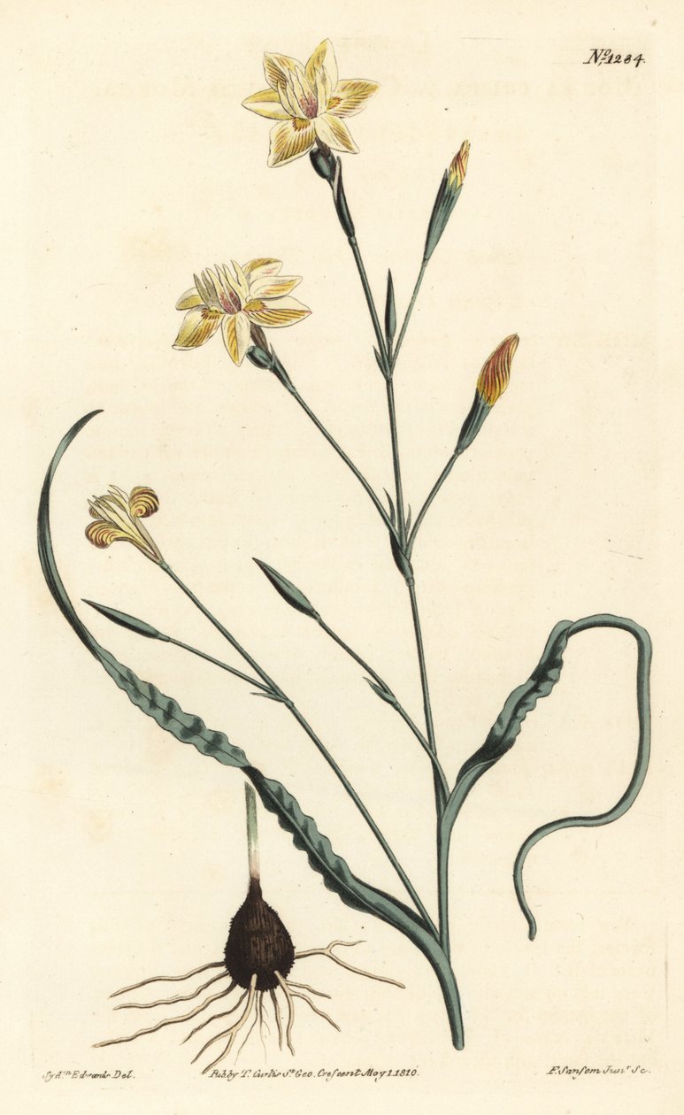 Curled leaved moraea, Moraea crispa.William Curtis