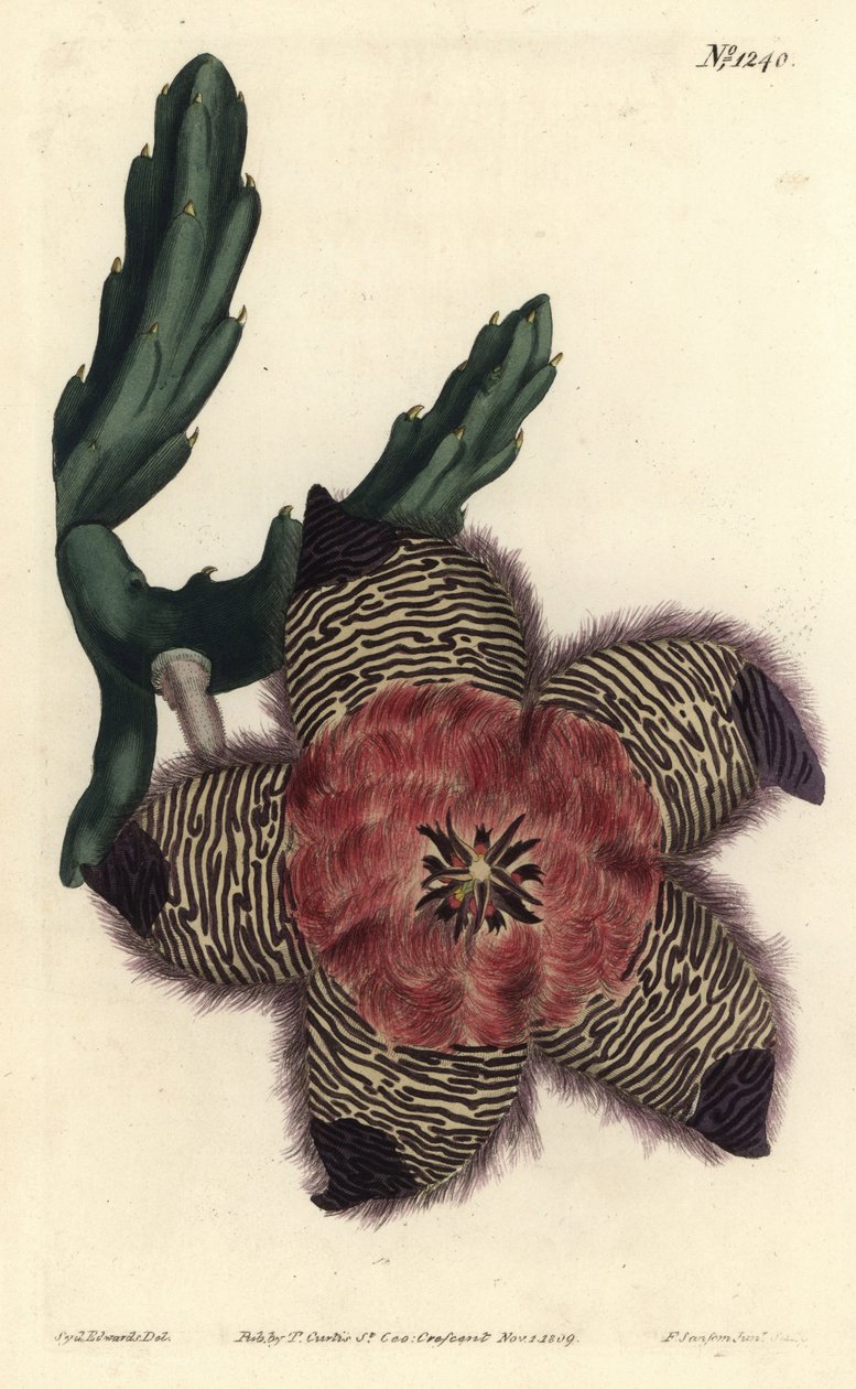 クッション性のあるスタペリア（Stapelia pulvinata）。William Curtis