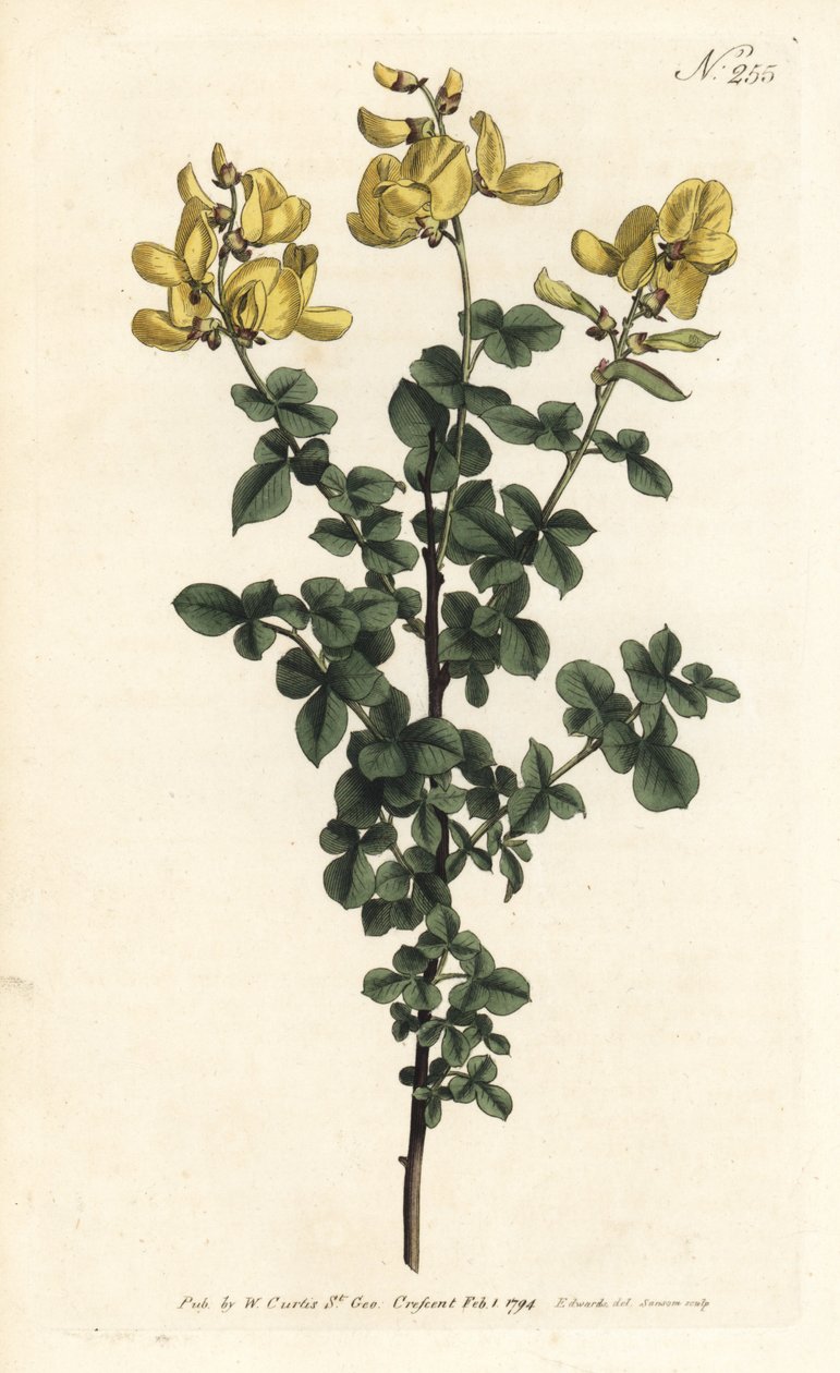 Cytisophyllum sessilifolium（コモン・サイトス、Cytisus sessilifolius）。ロンドンのWilliam Curtis