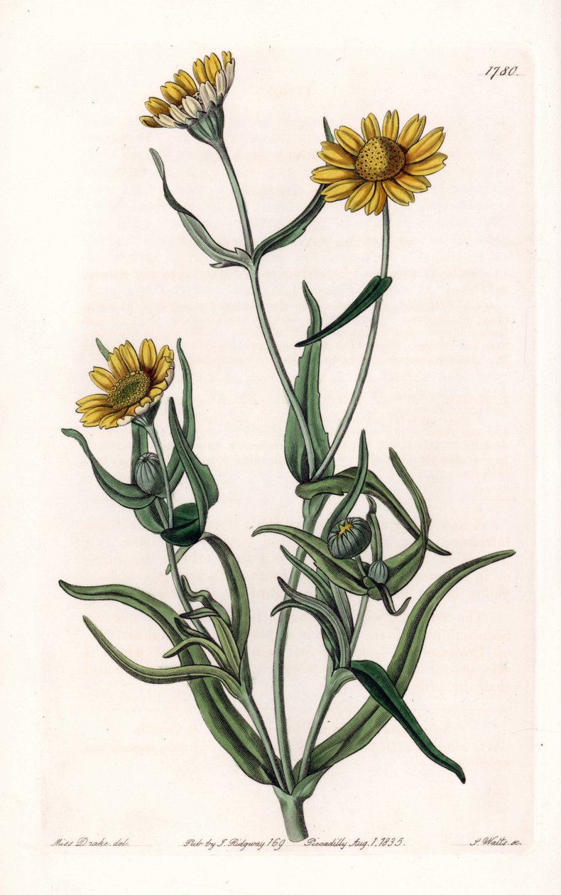 デイジーの品種「ゴールド」、カリフォルニア州の固有種 - イギリスのSydenham Edwards（1768-1819）のBotanical Registerに掲載されたSarah Anne Drake（1803-1857）のイラストをS.Wattsがエングレーヴィングしたもの。 作： シデナム・ティースト・エドワーズ