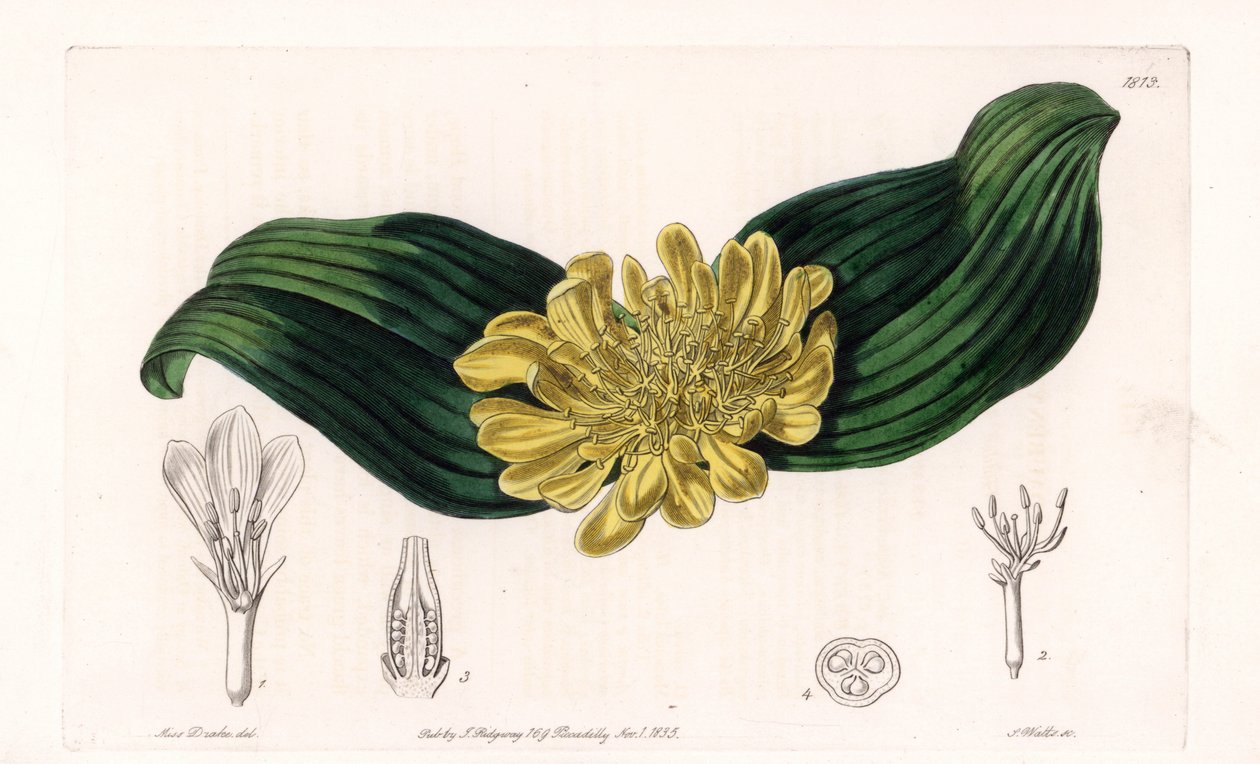 Daubenya Variete - イギリスのSydenham Edwards (1768-1819)のBotanical Registerに掲載されているSarah Anne Drake (1803-1857)のイラストをS.Wattsがエングレーヴィングしたもの。 作： シデナム・ティースト・エドワーズ