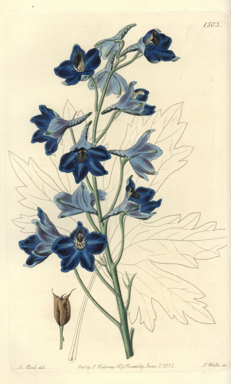 Dauphinelle or Lark Foot - Shewy delphinium, Delphinium speciosum.Sydenham Edwards