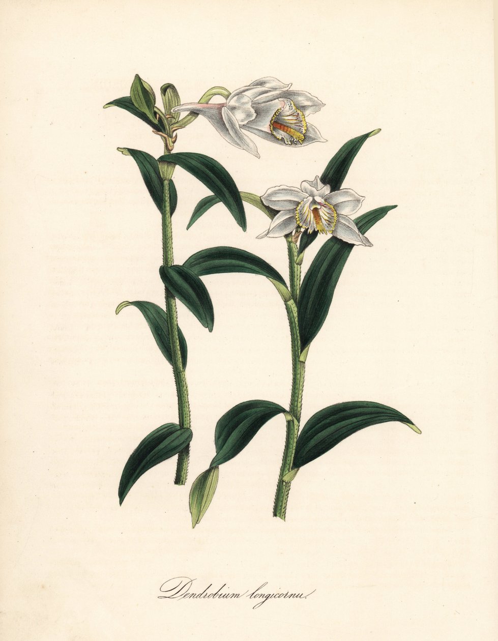 Dendrobium variete - Long-horned dendrobium orchid, Dendrobium longicornu.Sydenham Edwardsの "Botanical Register "より引用。C.シャボの手彩色ジンコグラフは、M.A.バーネットの「Plantae Utiliores: or Illustrations of Useful Pla」からM.A.バーネットが描いたもの。 作： シデナム・ティースト・エドワーズ