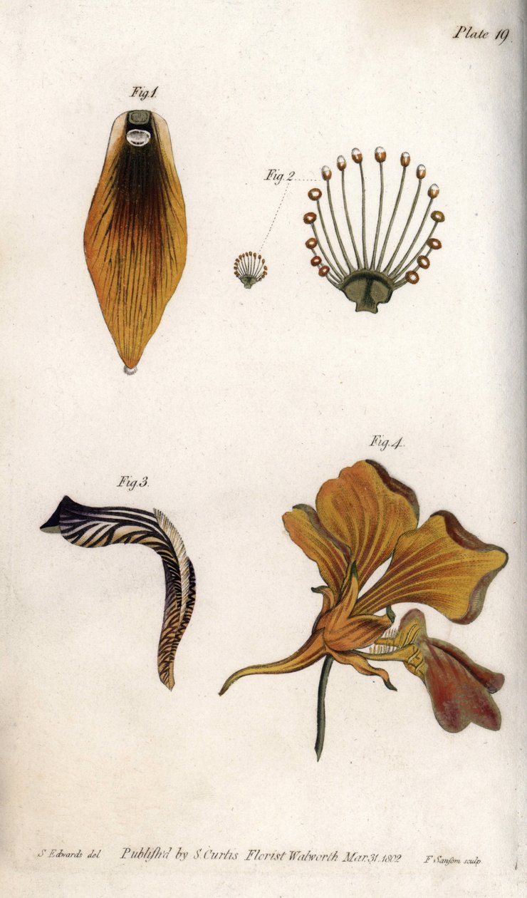 フリチラシの茎と冠の詳細な説明。ランベス植物園（イギリス）の植物学会議のために、サイデナム・エドワーズ（1768-1819）が描いたカラー銅版画。 作： シデナム・ティースト・エドワーズ