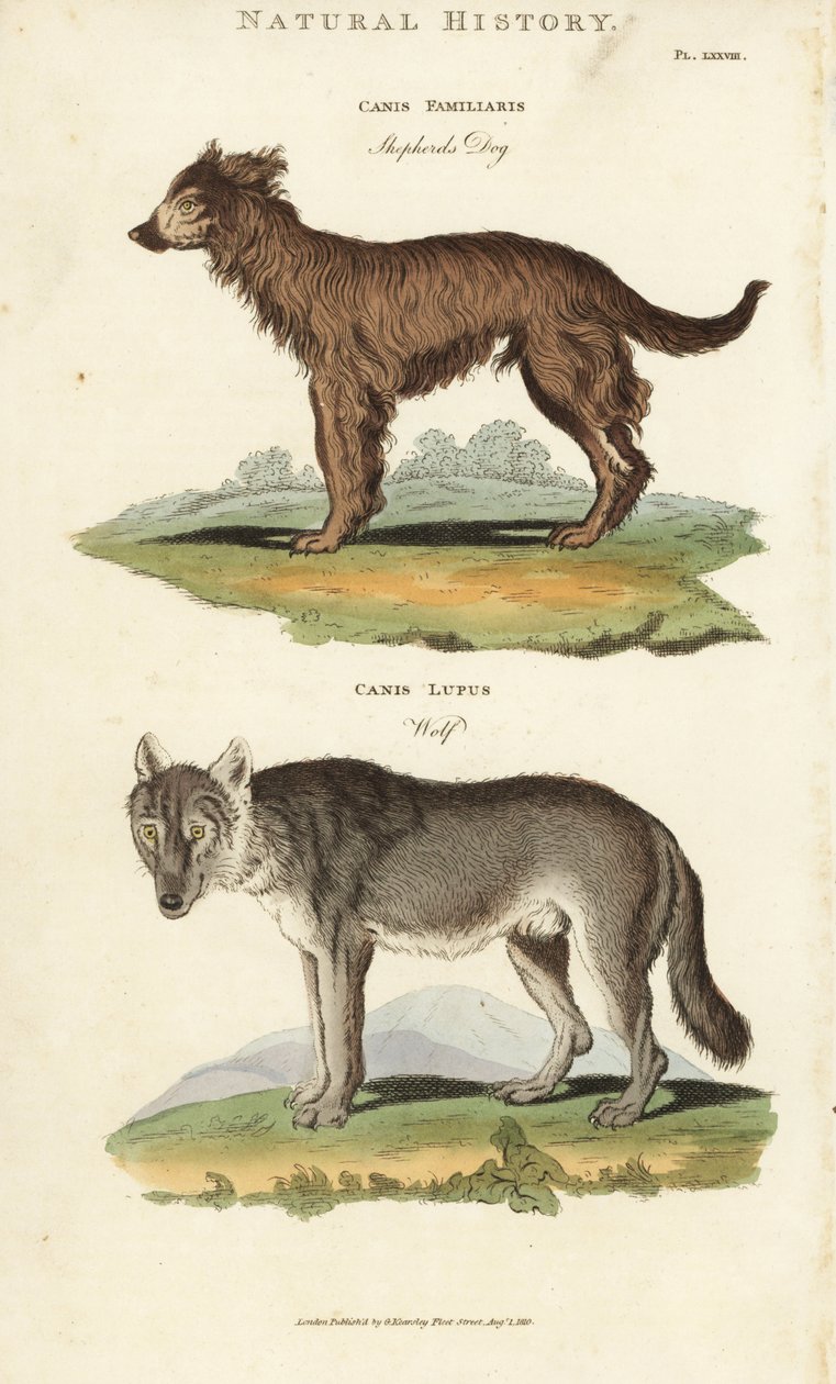 犬と狼 - シェパード犬（Canis familiaris）と狼（Canis lupus）。ジョン・メイソン・グッドの『Pantologia, a New Encyclopedia』（G. Kearsley, London）に掲載されたシデナム・エドワーズの手彩色銅版画。 作： シデナム・ティースト・エドワーズ