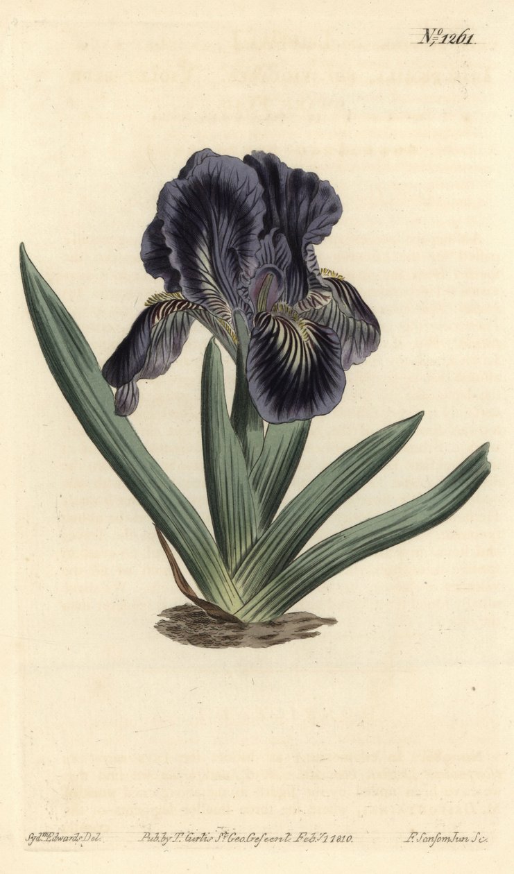 矮性花菖蒲 - Iris x binata（紫紺の矮性花菖蒲、Iris pumila var. violacea）。William Curtis