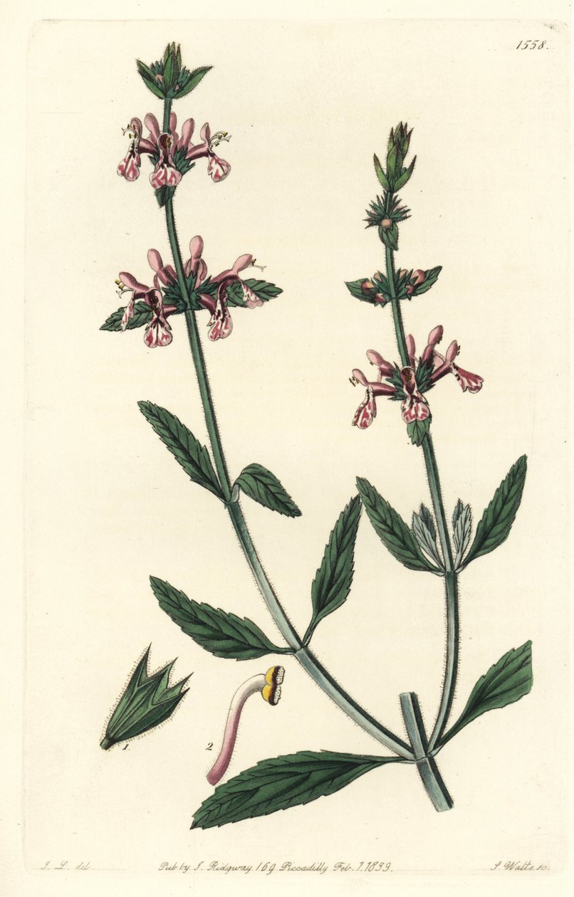 Epiary - White-stemmed stachys (Stachys albicaulis).Sydenham Edwards