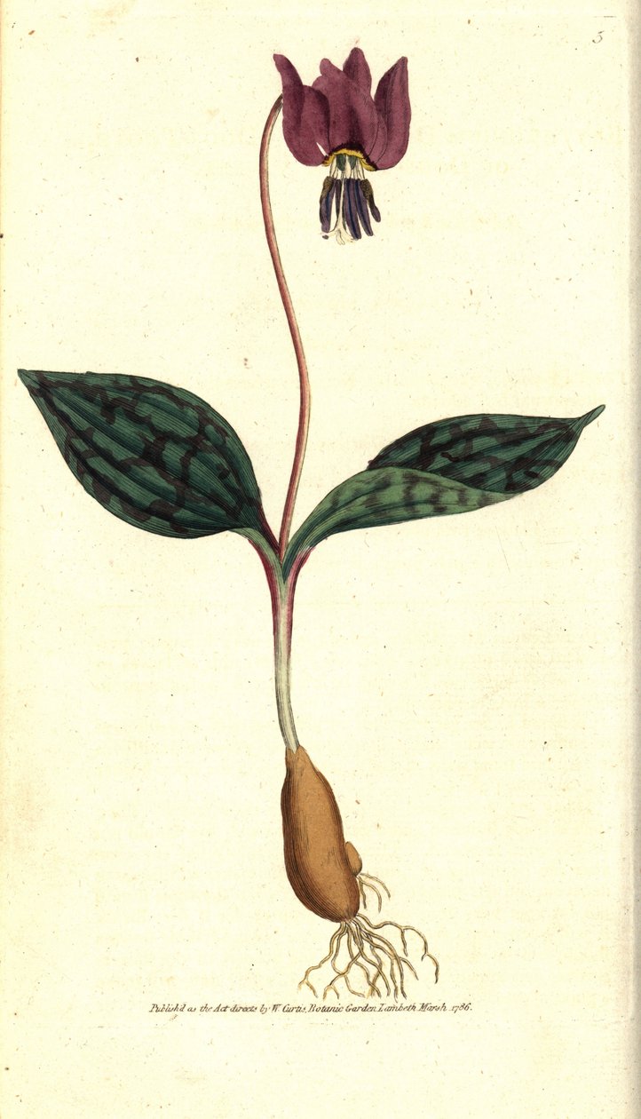 Erythrone dog tooth (or red Satyrion) - 犬の歯のようなスミレ、Erythronium dense-canis。William Curtis