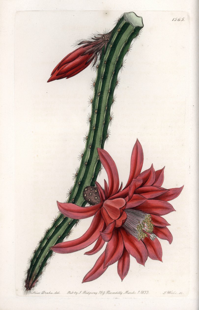 Escalating Cactier - イギリスのSydenham Edwards（1768-1819）のBotanical Registerに掲載されているSarah Anne Drake（1803-1857）のイラストをS.Wattsがエングレービングしたものです。 作： シデナム・ティースト・エドワーズ
