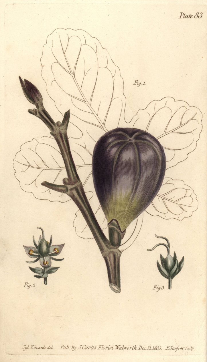 Fig, Ficus carica, Trioecia with hermaphrodite, male 2 and female 3 flowers growing separately.William Curtis