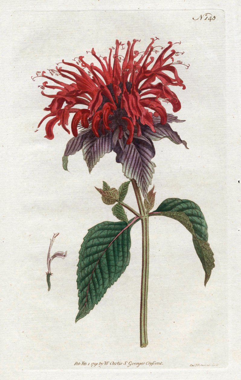 Fistula Monarde - Sydenham Edwards (1768-1819)によるリトグラフ、William Curtis