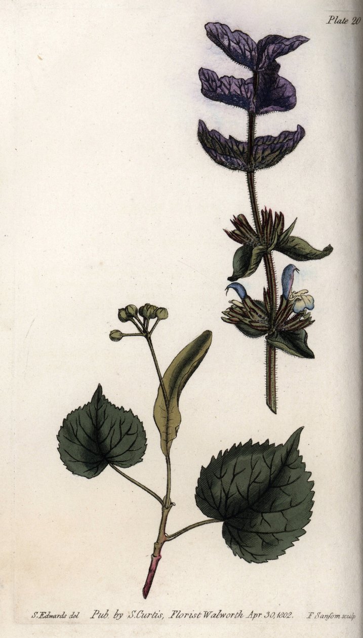 グリーンセージ（またはホルモンセージ）と菩提樹の末端苞葉の花葉と紫のブーケ。ランベス植物園（イギリス）の植物会議のために、サイデナム・エドワーズ（1768-1819）が描いたカラー銅版画。 作： シデナム・ティースト・エドワーズ