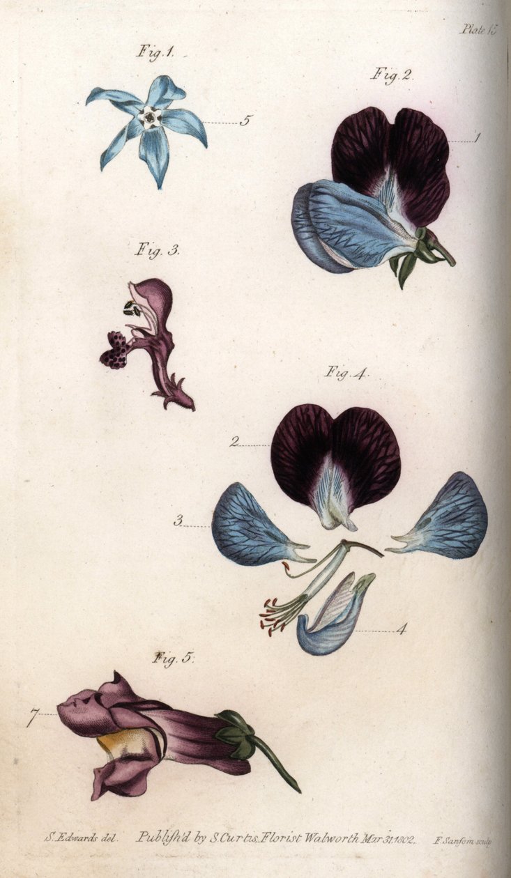 オフィシナール・ボリジとエンドウ（マメ科）の開花。カラー銅版画、サイデナム・エドワーズ（1768-1819）によるランベス植物園（イギリス）の植物学会議のための挿絵 作： シデナム・ティースト・エドワーズ
