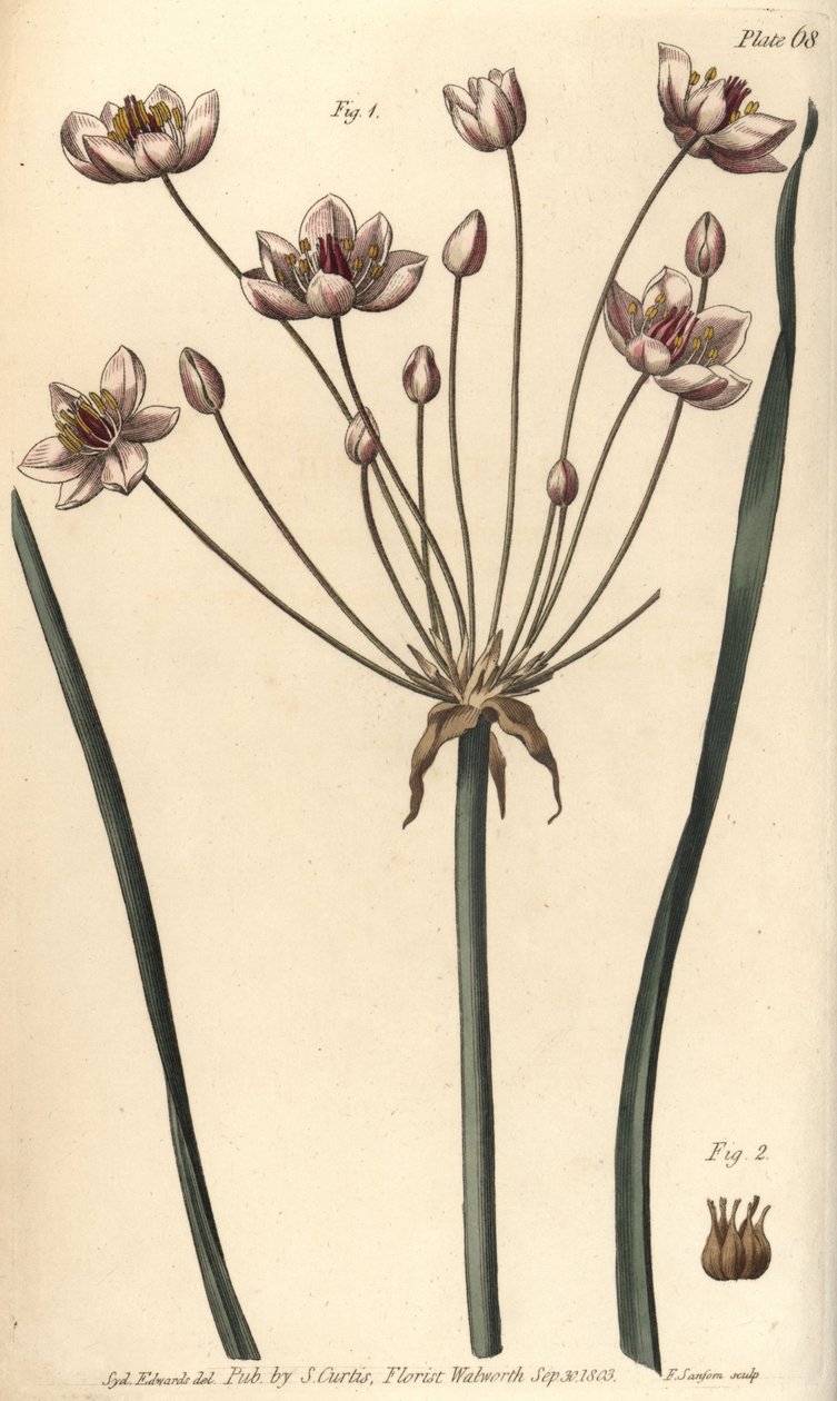 花イグサ、Butomus umbellatus、Hexagynia、両性具有の花1と雌しべ2。植物園で行われたウィリアム・カーティスの植物学講義のために、シデナム・エドワーズが描いた植物図版を、F・サンソムが手彩色銅版画にしたもの。 作： シデナム・ティースト・エドワーズ