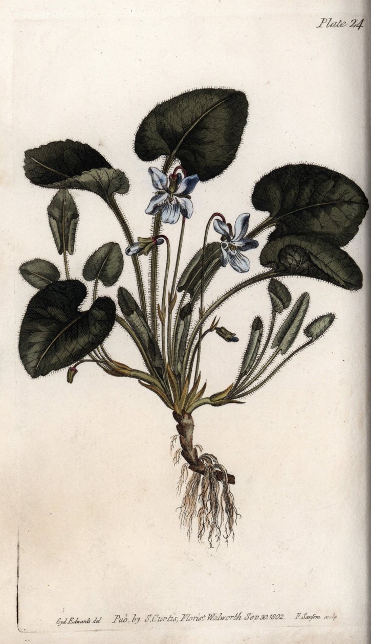 香りのよいスミレ。シデナム・エドワーズ（1768-1819）がランベス植物園（イギリス）の植物会議のために描いたカラー銅版画。 作： シデナム・ティースト・エドワーズ