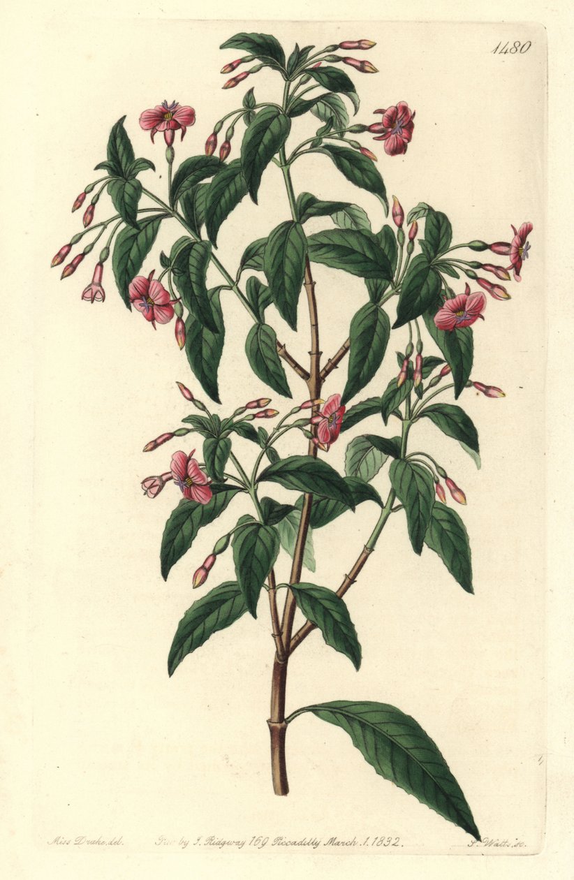 Fuschia variete - Rod-branched fuchsia, Fuchsia bacillaris.Fuchsia microphylla subsp.microphylla と Fuchsia thymifolia subsp.thymifolia の自然交配種。SydのSarah Drakeによるイラストの後、S.Wattsによる手彩色の銅版画。 作： シデナム・ティースト・エドワーズ