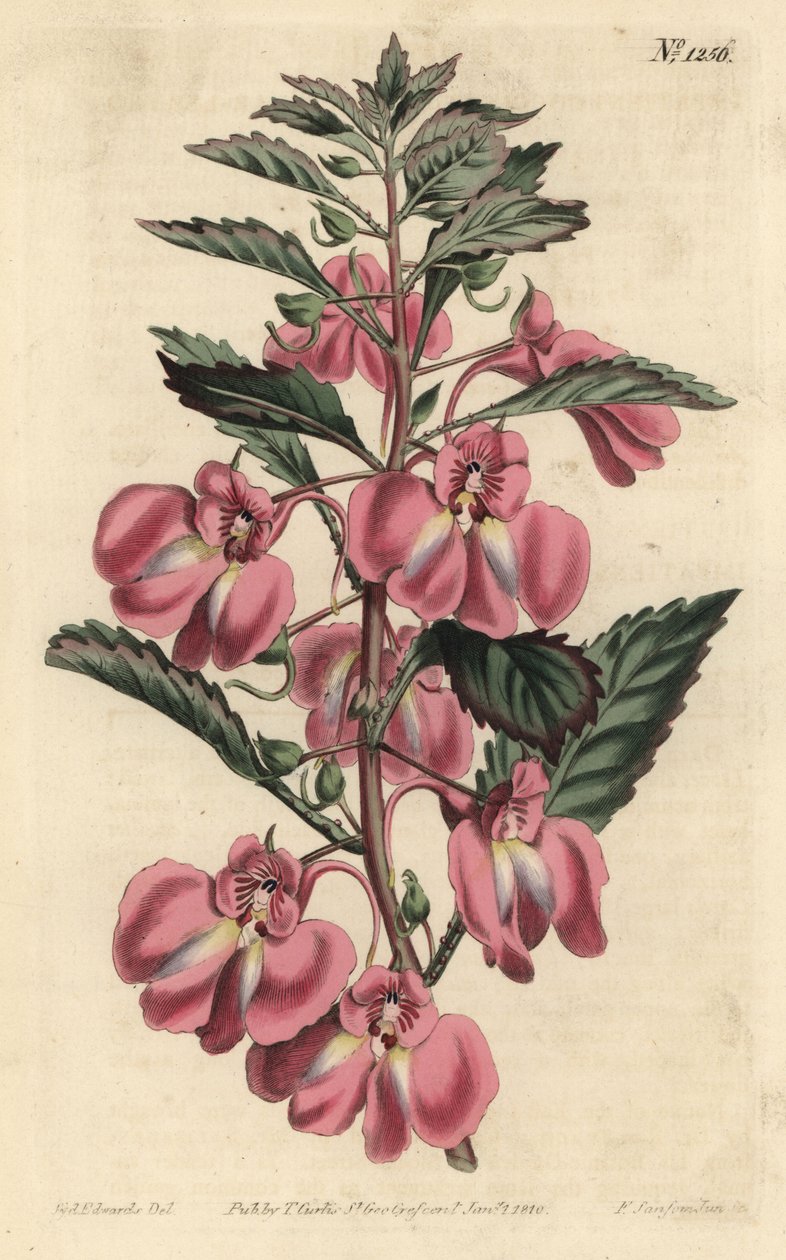 ガーデンバルサミン - ガーデンバルサミン、Impatiens balsamina (Glandular-leaved balsam, Impatiens coccinea)。William Curtis
