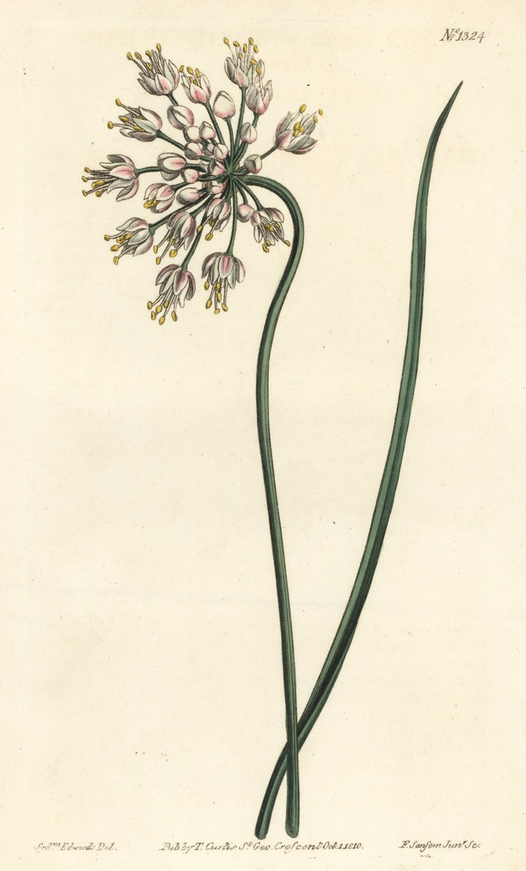 傾いたニンニク - うなだれたタマネギ、女性のネギ、またはお辞儀をした腰のあるニンニク、Allium cernuum。William Curtis