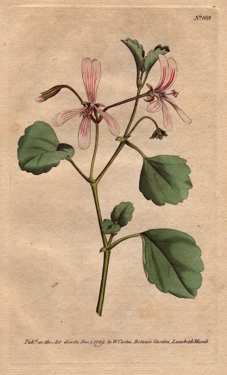 ゼラニウムは、南アフリカ原産のソレルの葉に、バラの葉脈のある花をつけます。Sorrel crane