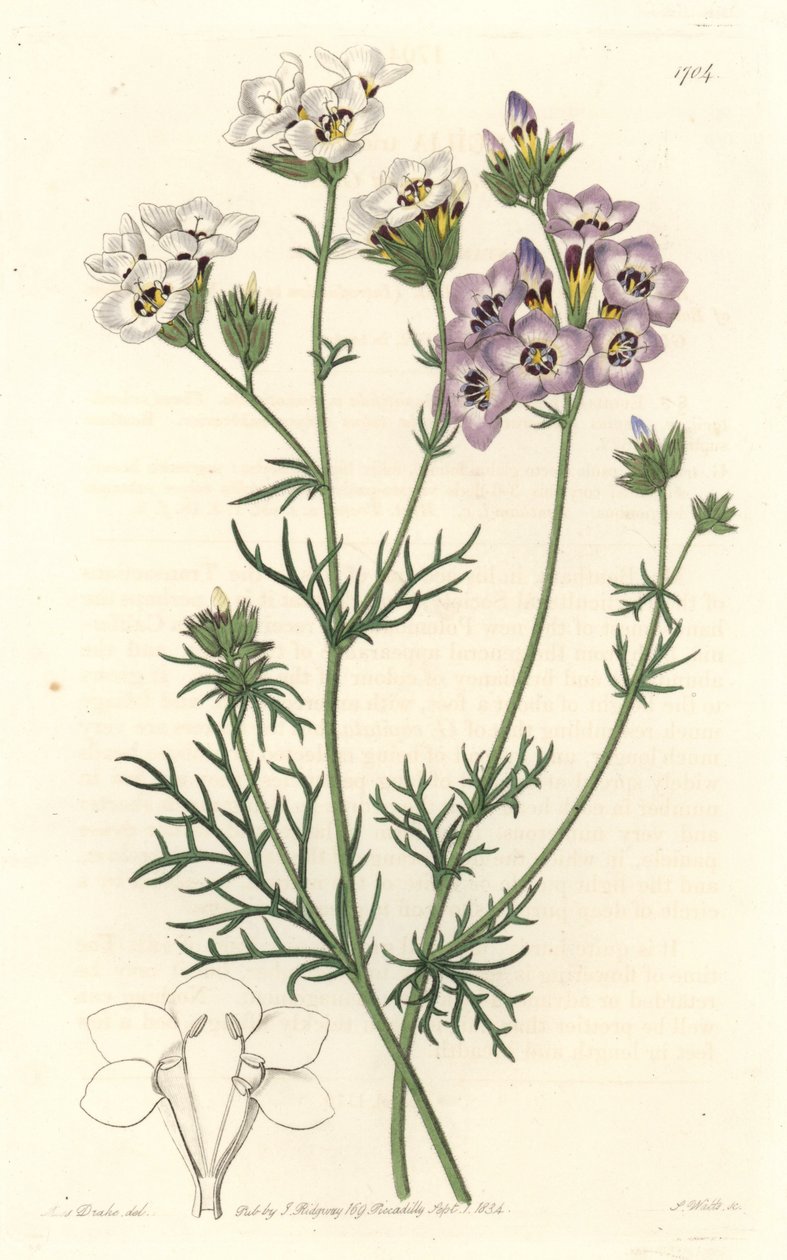 Gilia tricolor、白と紫のバリエーション、カリフォルニア州原産 - S. Watts strong water from an illustration by Sarah Anne Drake (1803-1857), from Botanical Register 作： シデナム・ティースト・エドワーズ