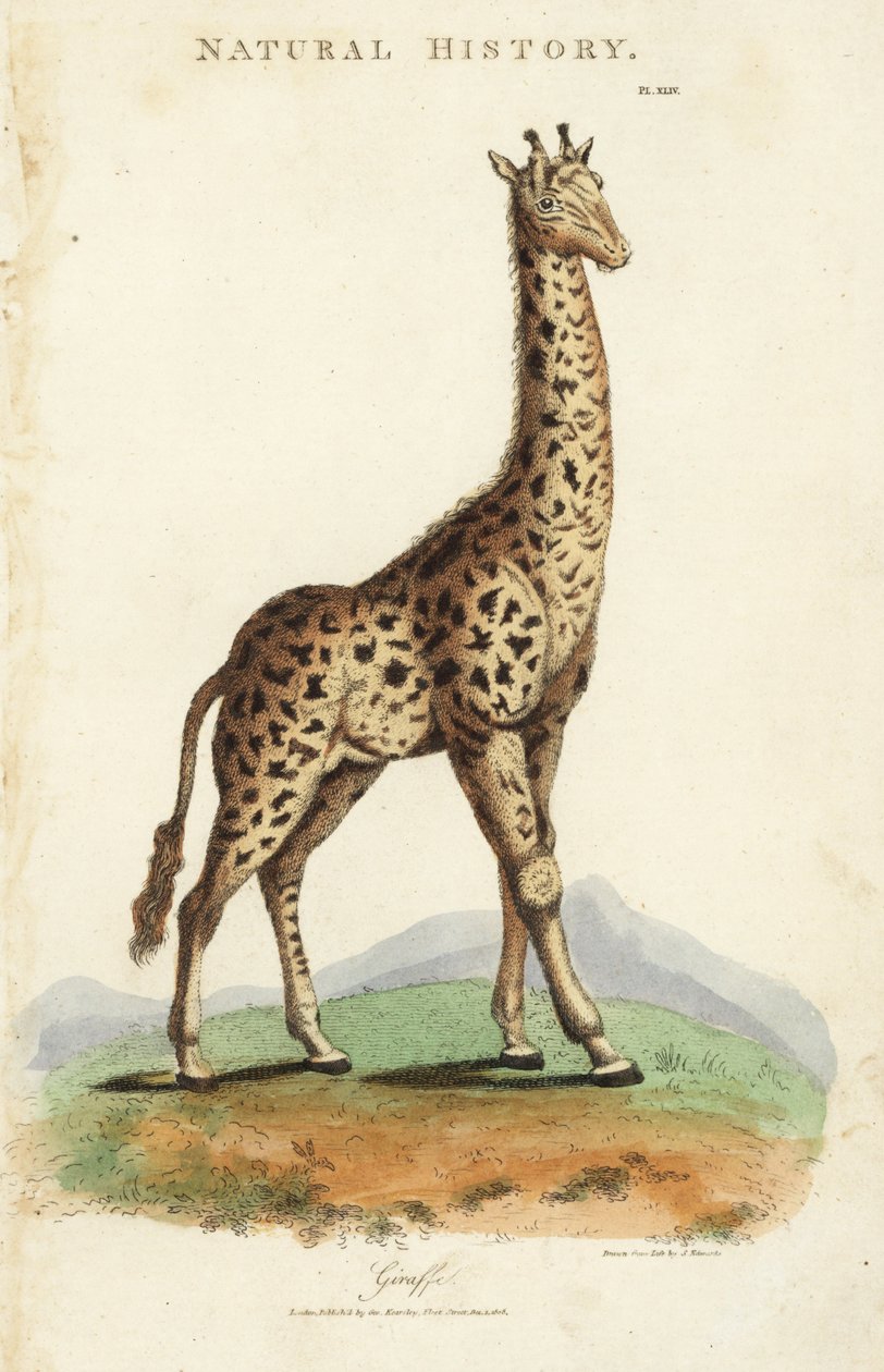 キリン（Giraffa camelopardalis）。ジョン・メイソン・グッドの『Pantologia, a New Encyclopedia』に掲載されたSydenham Edwardsの手彩色銅版画、G. Kearsley, London 作： シデナム・ティースト・エドワーズ