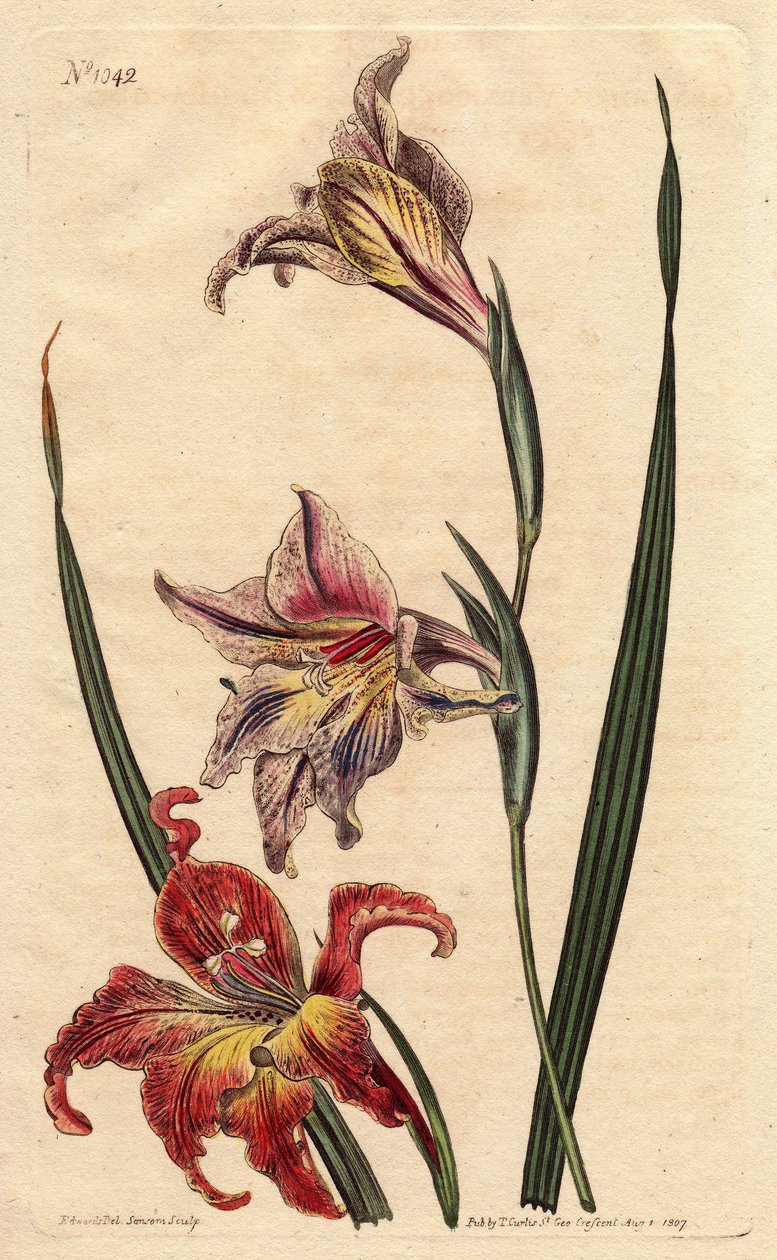 Großblütige Gladiole oder großer brauner Afrikaner, mit gesprenkelten Blüten in Scharlachrot und Hellrosa, heimisch in Südafrika, Gladiolus von Sydenham Teast Edwards