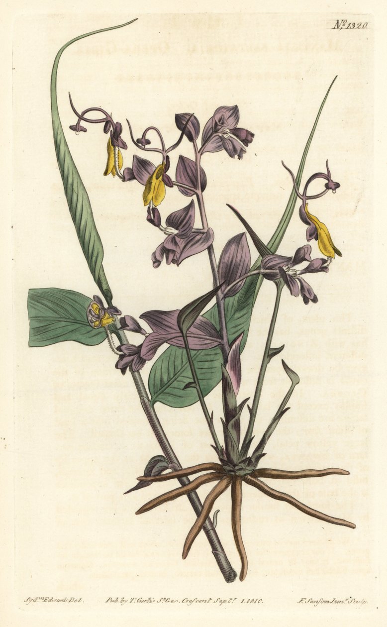 Globba radicalis（オペラガール、Mantisia saltatoria）。William Curtis
