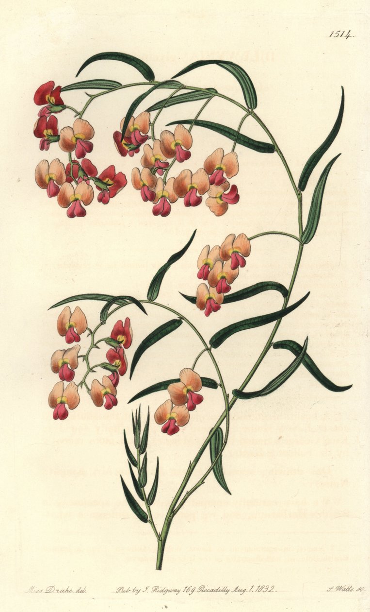 Glycin-leaved dillwynia, Dillwynia glycinifolia.Sydenham Edwards