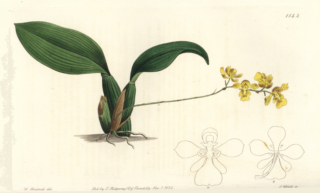 Gomesa cornigera orchid (Horned oncidium, Oncidium cornigerum).Sydenham Edwards