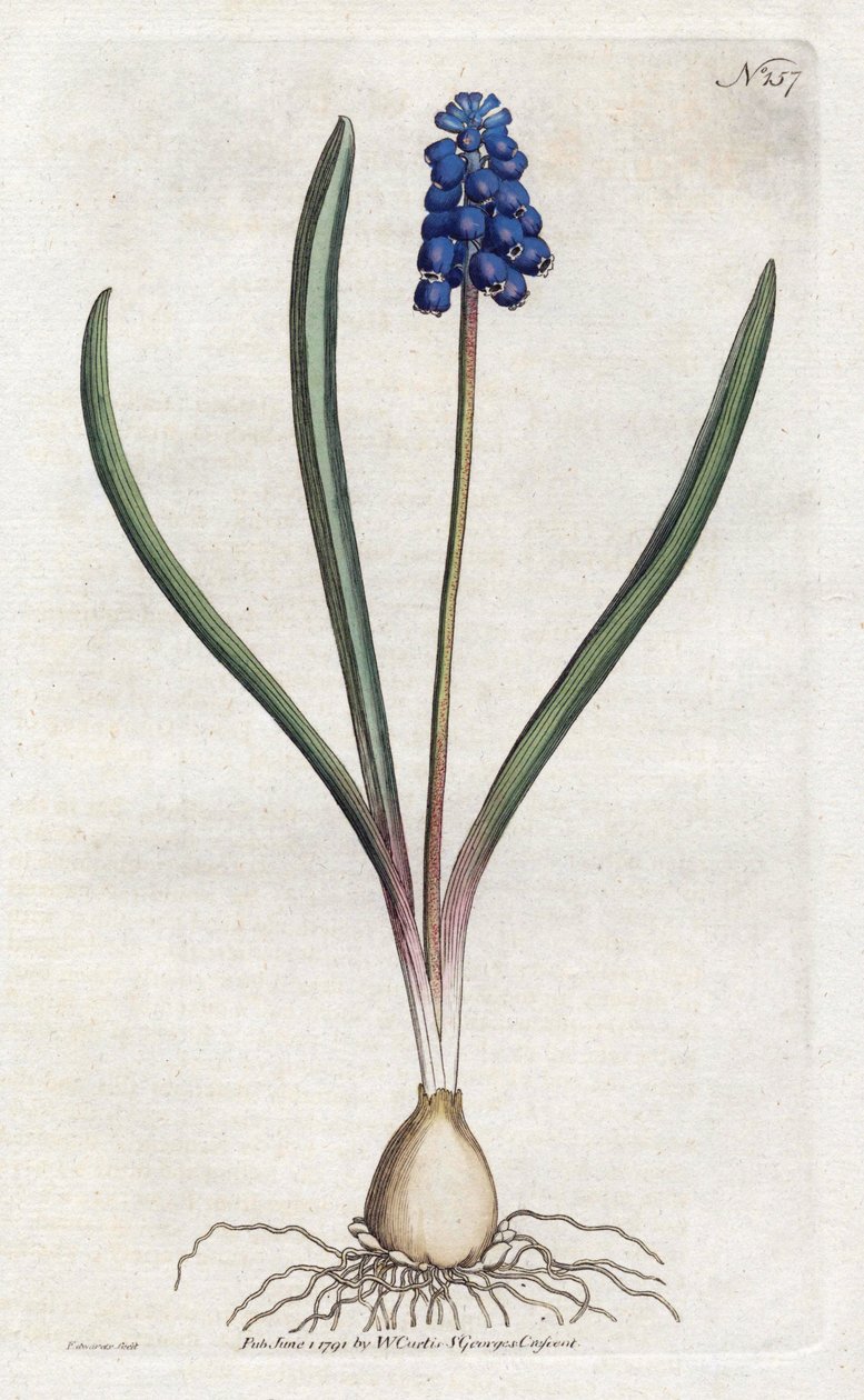 グレープヒヤシンス リトグラフ：Sydenham Edwards（1768-1819）、プレート：William Curtis（1746-1799）「Botanical Magazine」より 作： シデナム・ティースト・エドワーズ