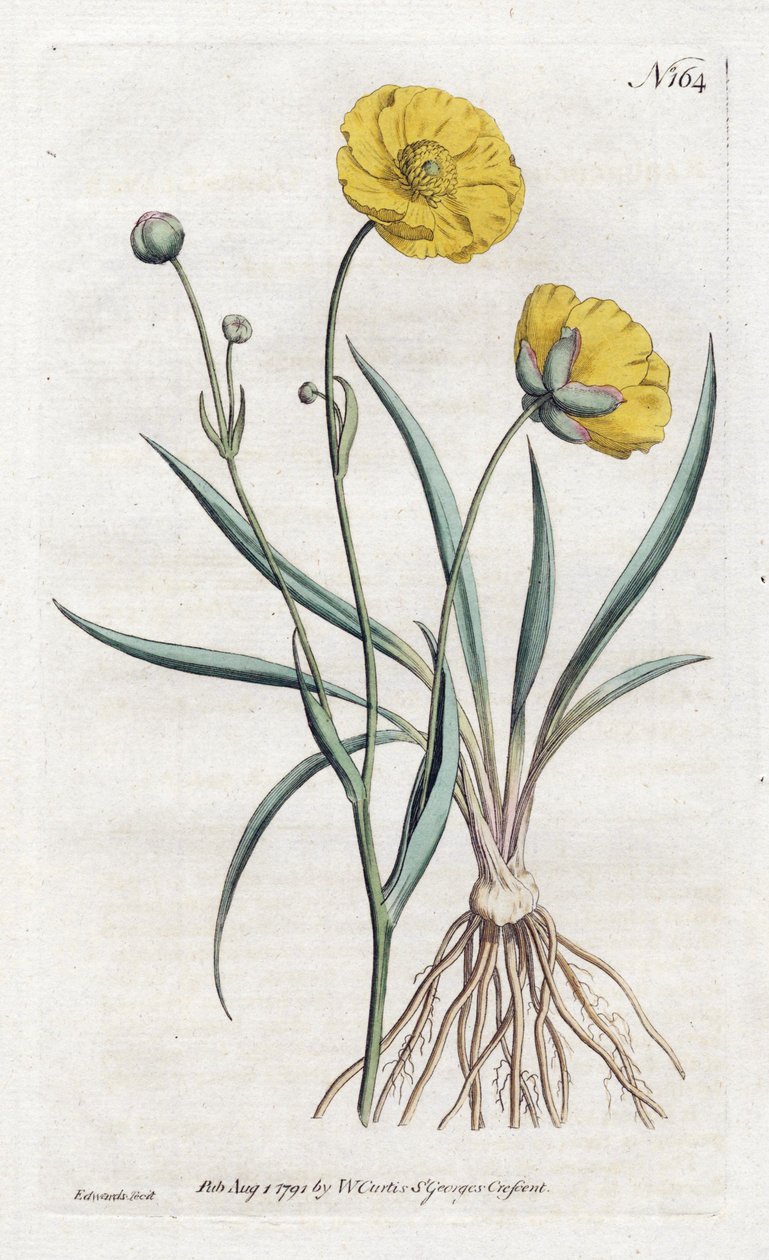 草の葉のキンポウゲ - Sydenham Edwards（1768-1819）によるリトグラフ、William Curtis Botanical Magazine（1746-1799）より 作： シデナム・ティースト・エドワーズ