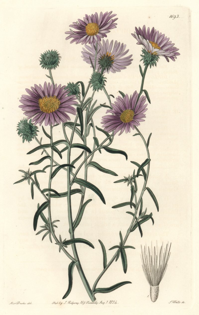 Gray Aster, originally from California - S. Watts Strong Water from an illustration by Sarah Anne Drake (1803-1857), from the Botanical Register 作： シデナム・ティースト・エドワーズ