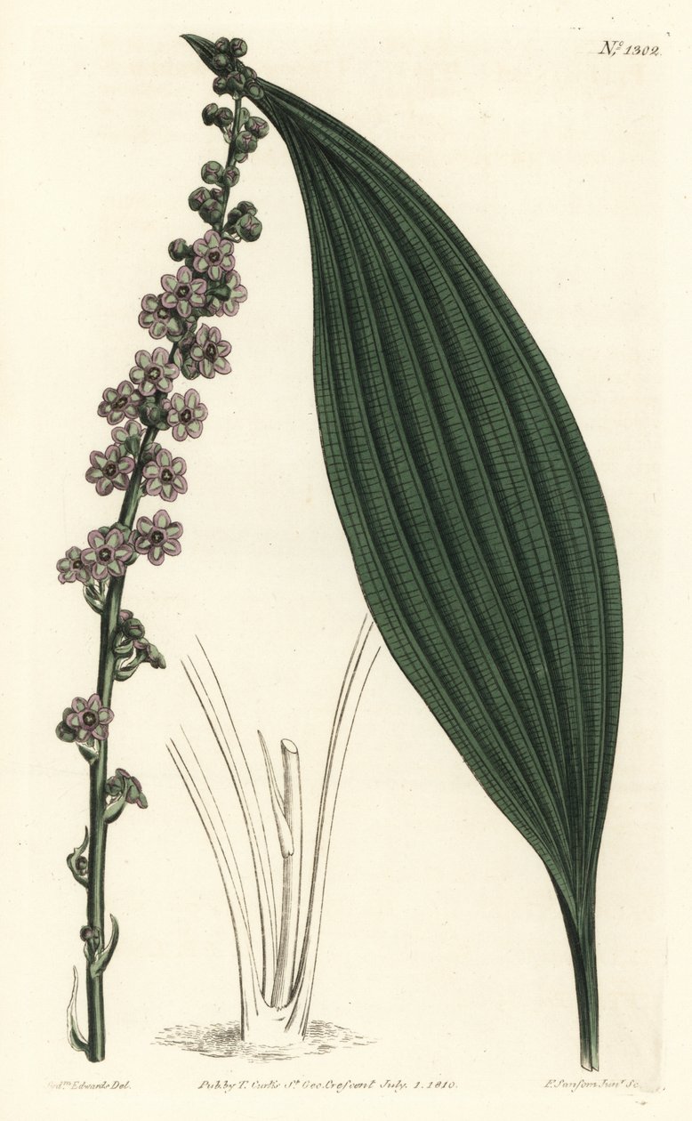グリーン・フラワー・テタ（Peliosanthes teta）。William Curtis