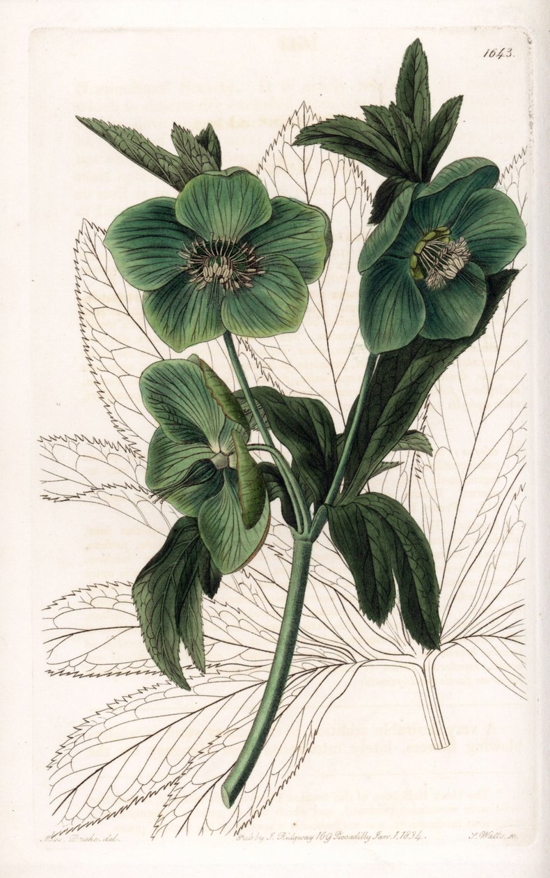Green Flower Hellebore Variete - イギリスのSydenham Edwards（1768-1819）のBotanical Registerに掲載されているSarah Anne Drake（1803-1857）のイラストをS.Wattsがエングレーヴィングしたもの。 作： シデナム・ティースト・エドワーズ
