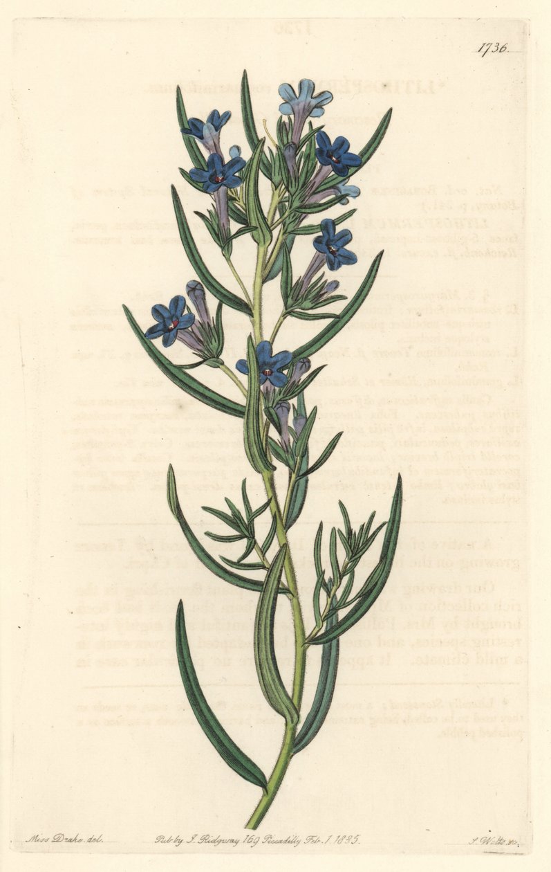 Gremil a rosemary leaves, native to Sicily - Water forte by S. Watts from an illustration by Sarah Anne Drake (1803-1857), from Botanical Register 作： シデナム・ティースト・エドワーズ